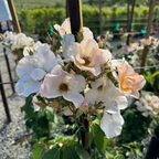 Sally Holmes Climbing Rose