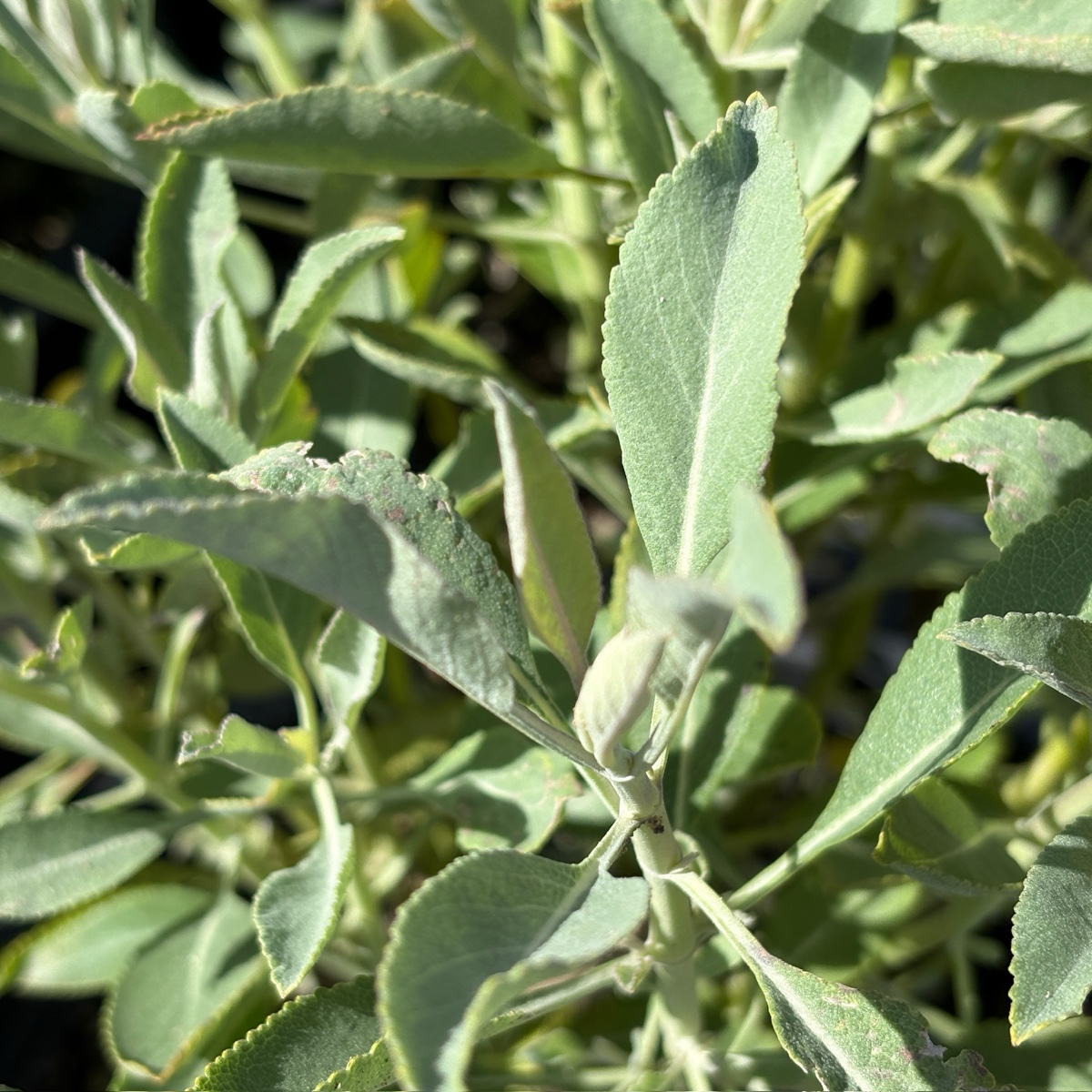 Bee's Bliss Sage