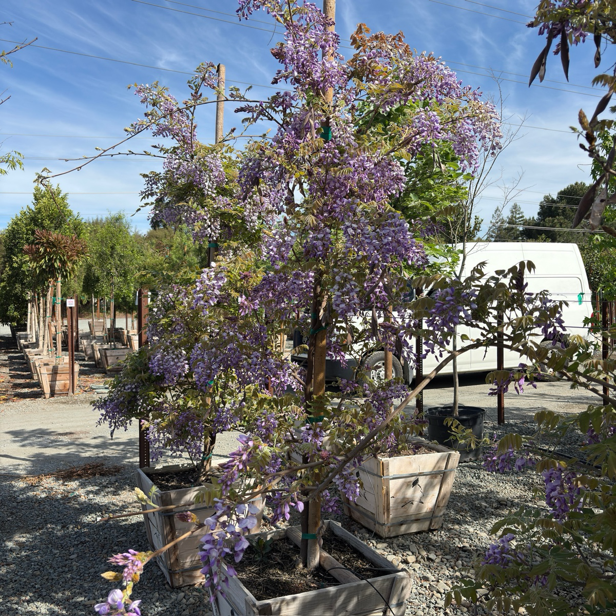 Cooke’s Purple Wisteria