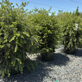 Emerald Fountain Canadian Hemlock