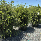 Emerald Fountain Canadian Hemlock
