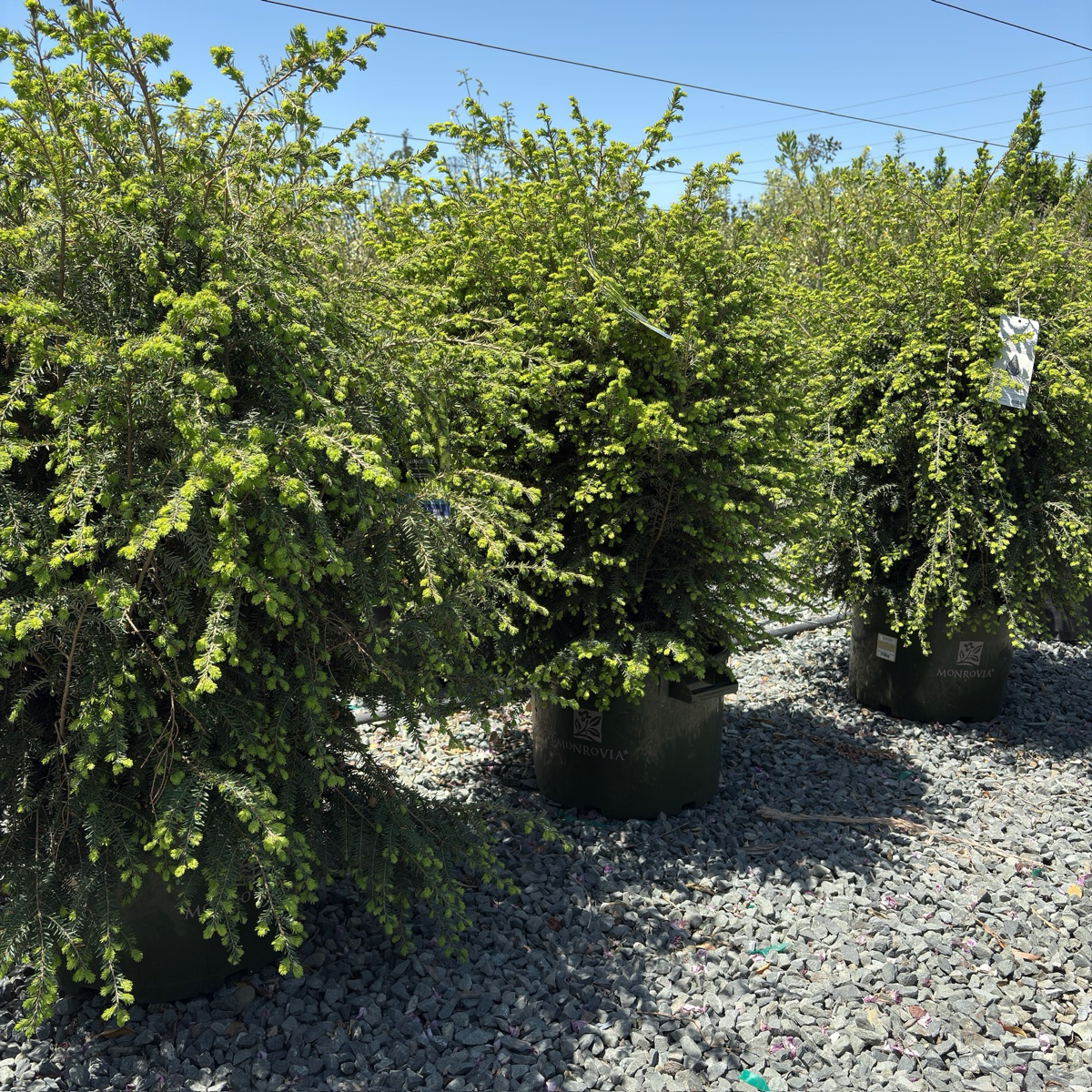 Emerald Fountain Canadian Hemlock