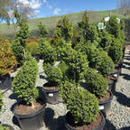 Green Mountain Boxwood