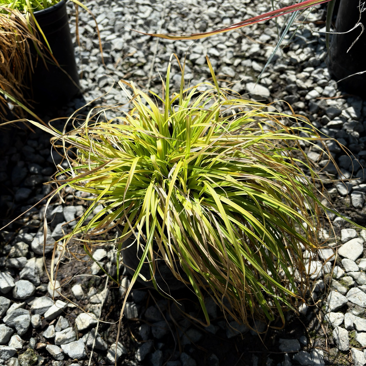 Everillo Japanese Sedge