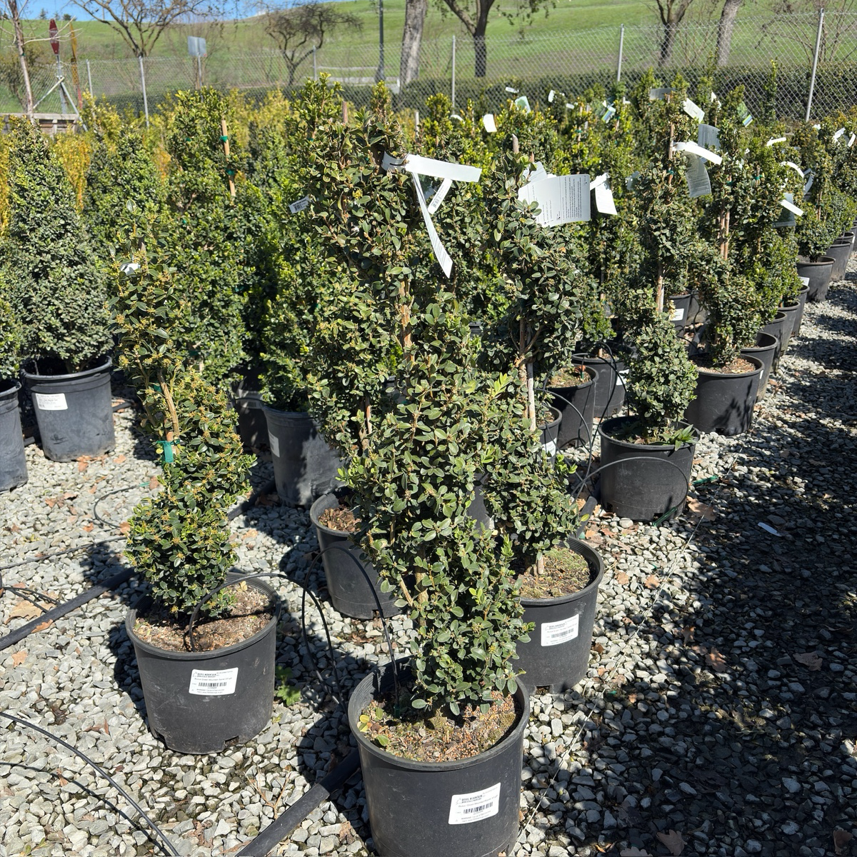 Green Mountain Boxwood