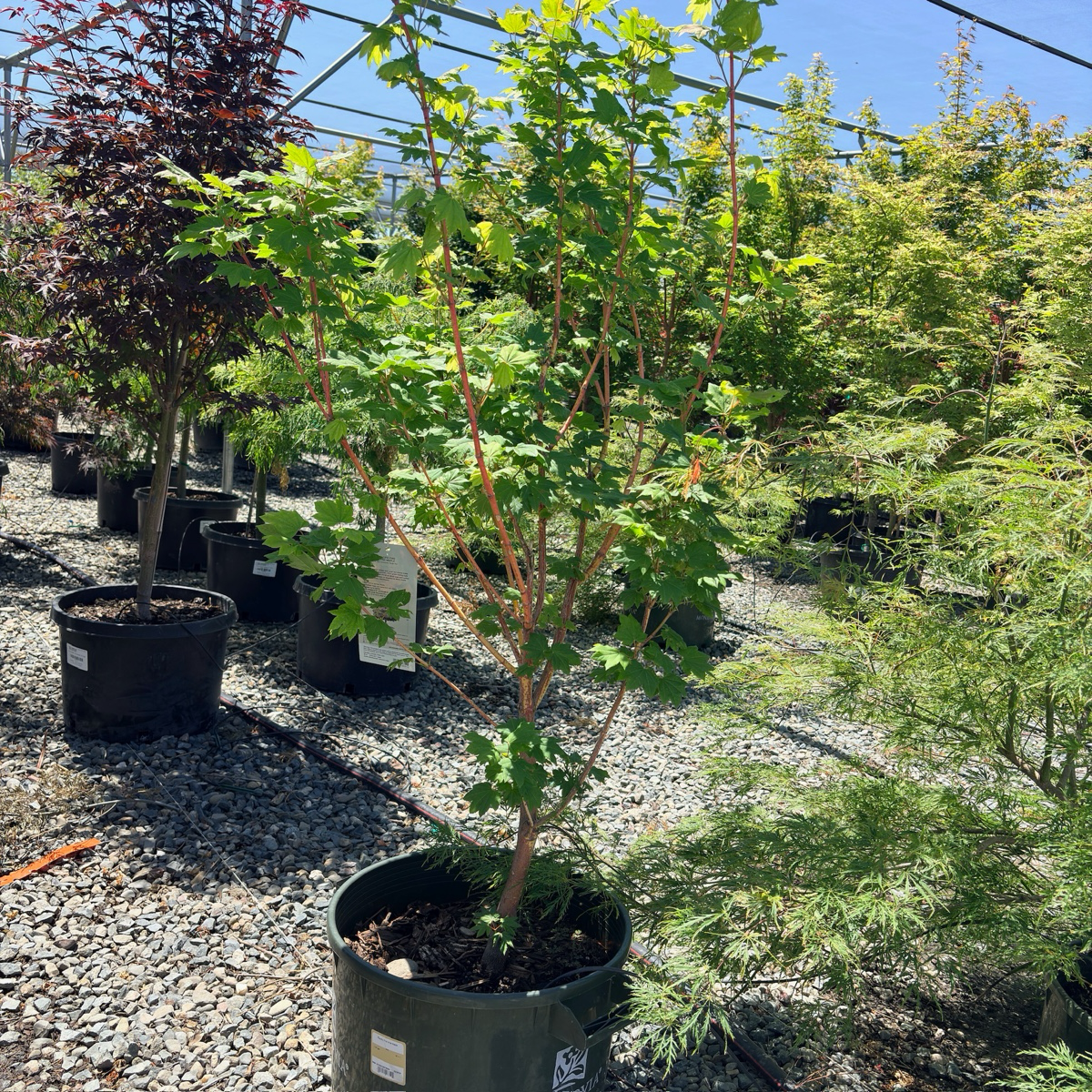 Pacific Fire Vine Maple