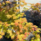 Autumn Moon Fullmoon Maple
