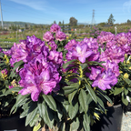 Purple Passion Rhododendron