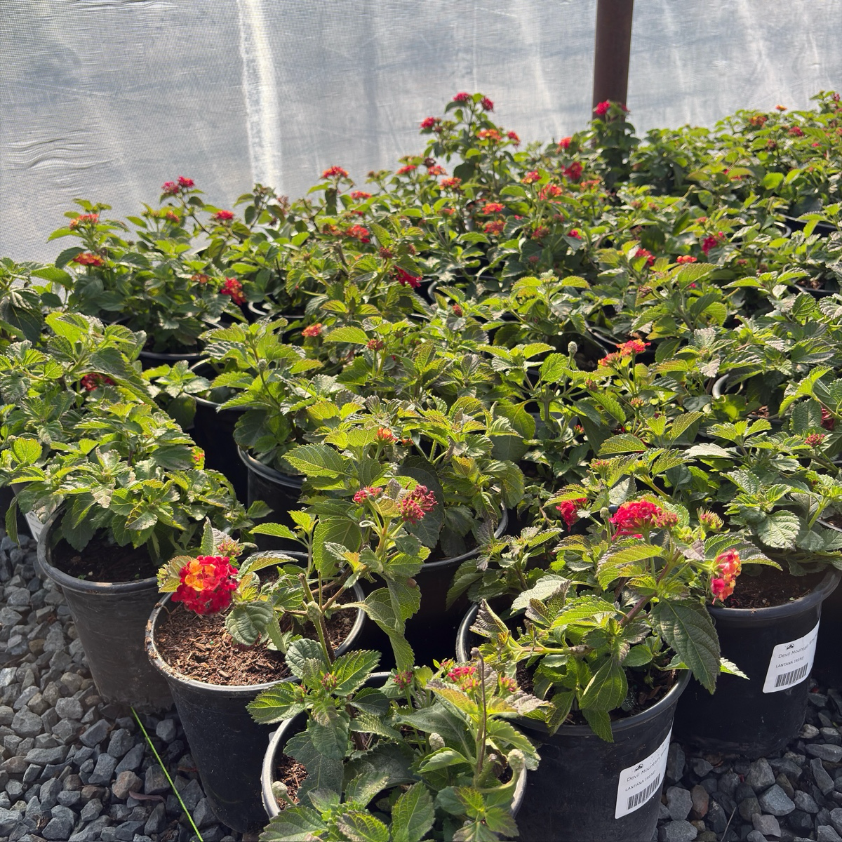 Irene Bush Lantana