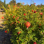 Nana Pomegranate