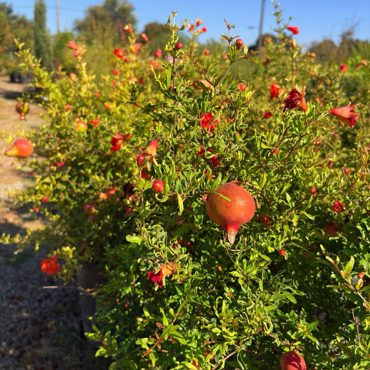 Nana Pomegranate