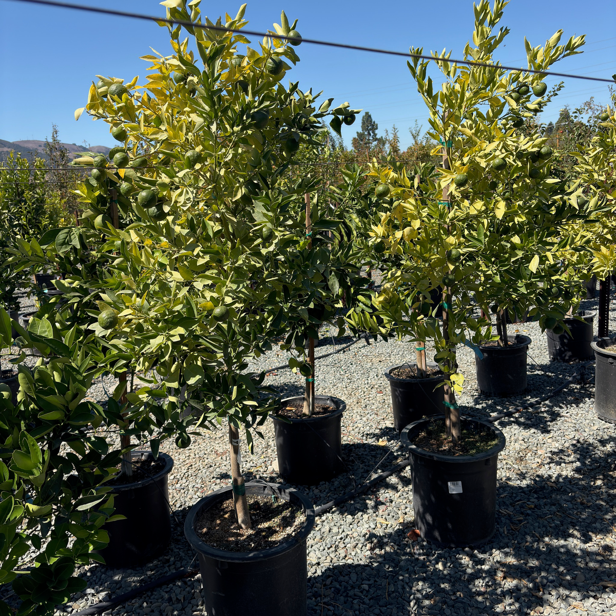 Tahoe Gold Mandarin Tree