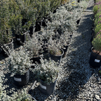 Bush Germander