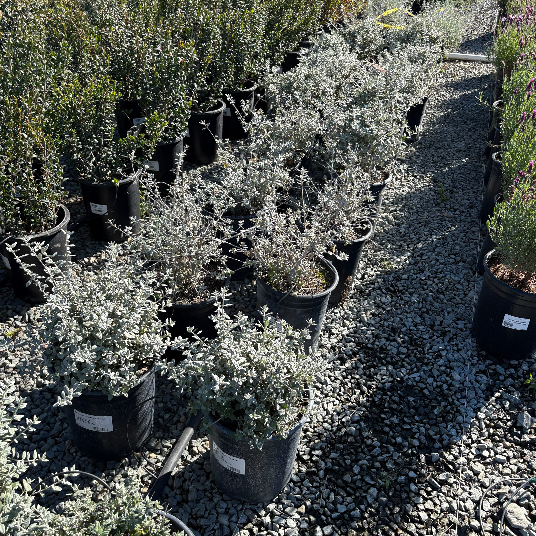 Bush Germander
