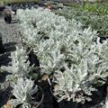 Dusty Miller