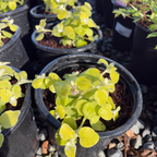 Limelight Licorice Plant