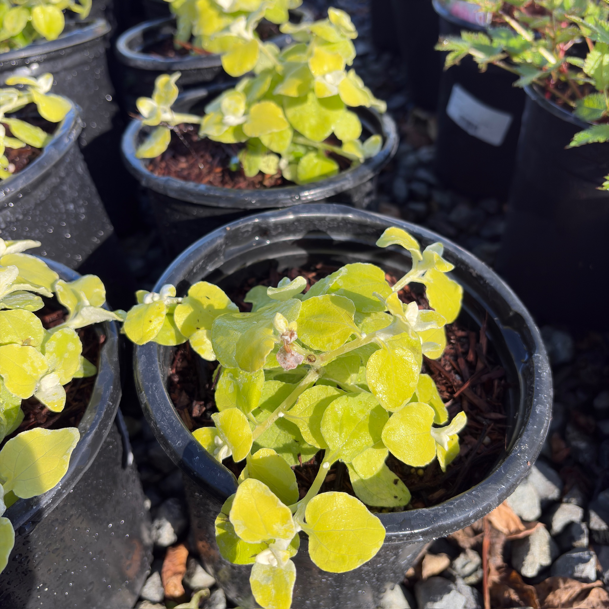 Limelight Licorice Plant