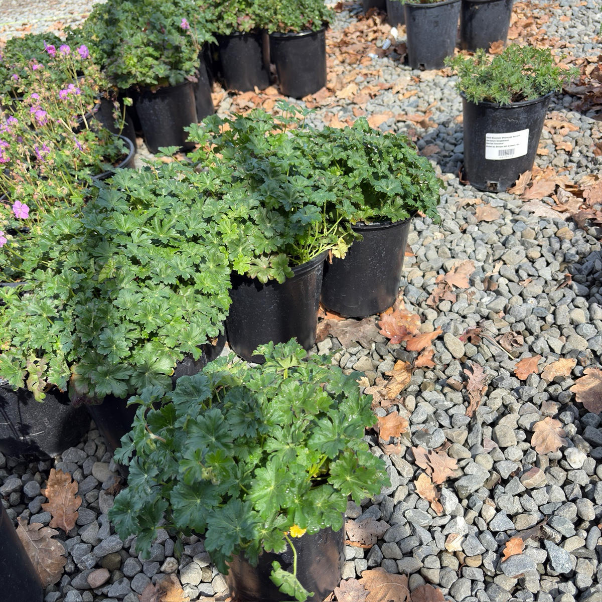 Biokovo Cranesbill, Hardy Geranium