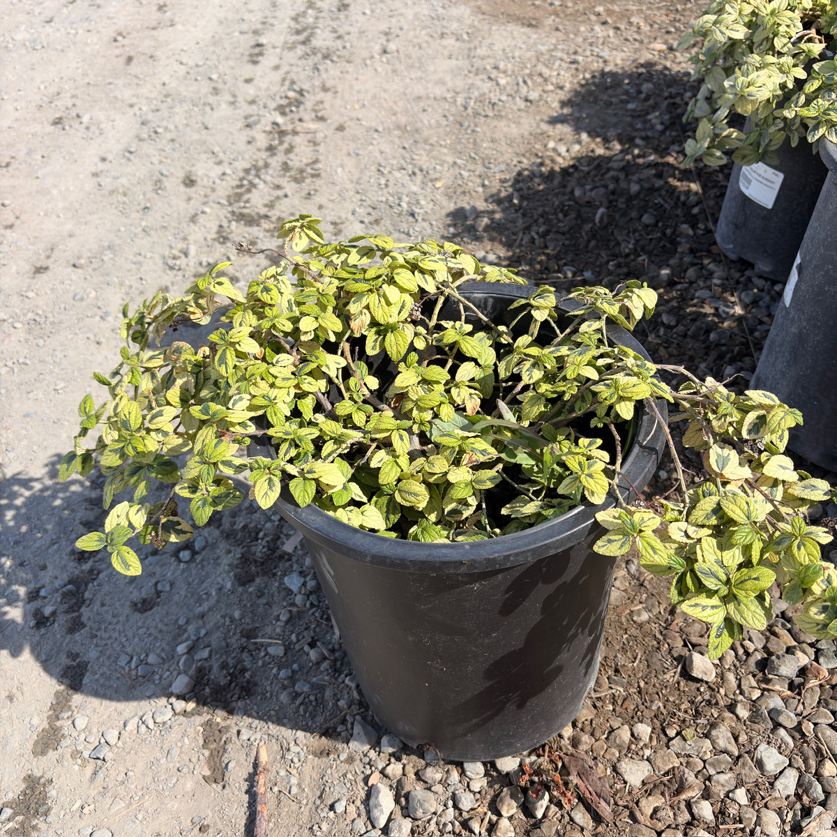 Variegated Carmel Creeper California Lilac