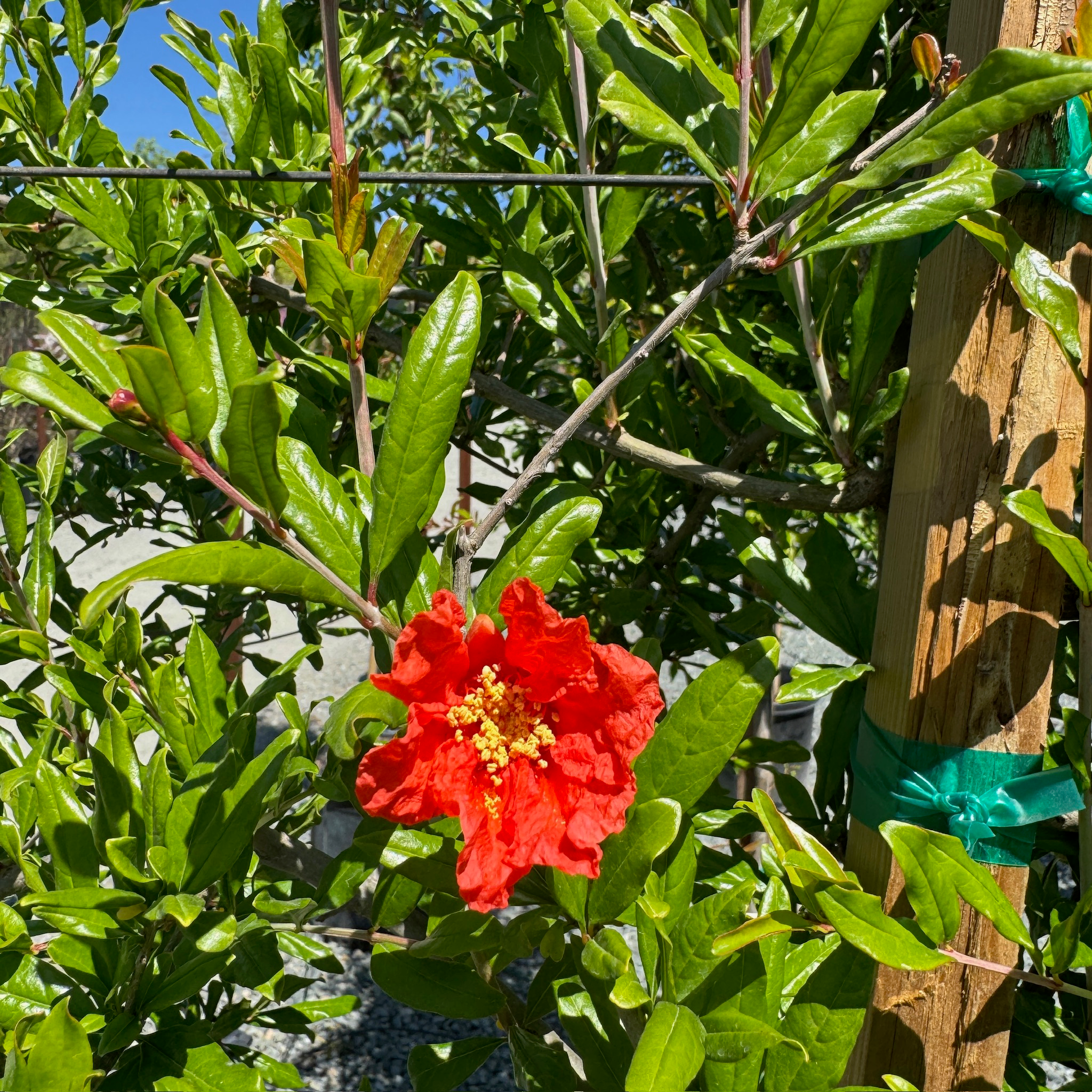 Wonderful Pomegranate