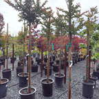 Zuni Crape Myrtle