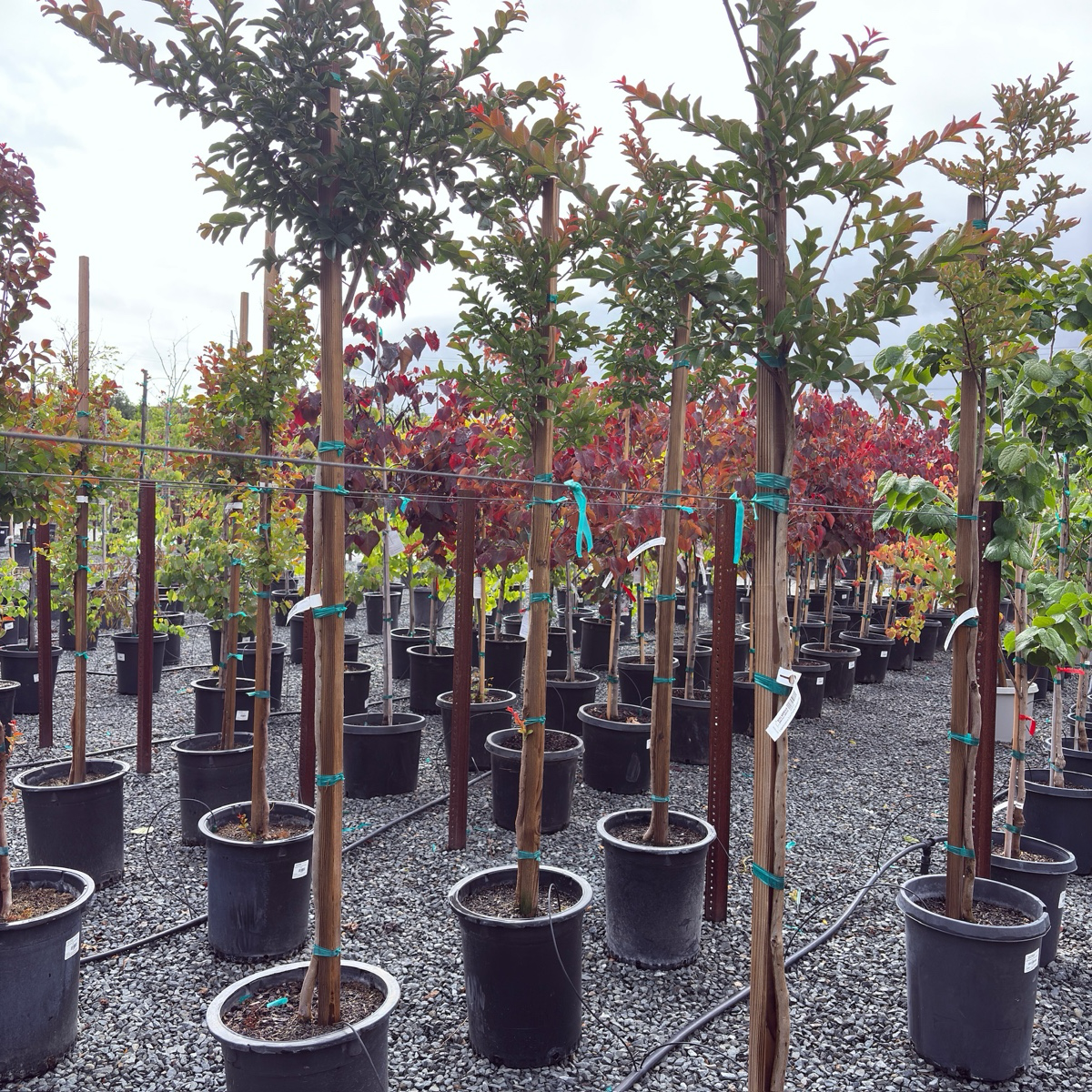 Zuni Crape Myrtle