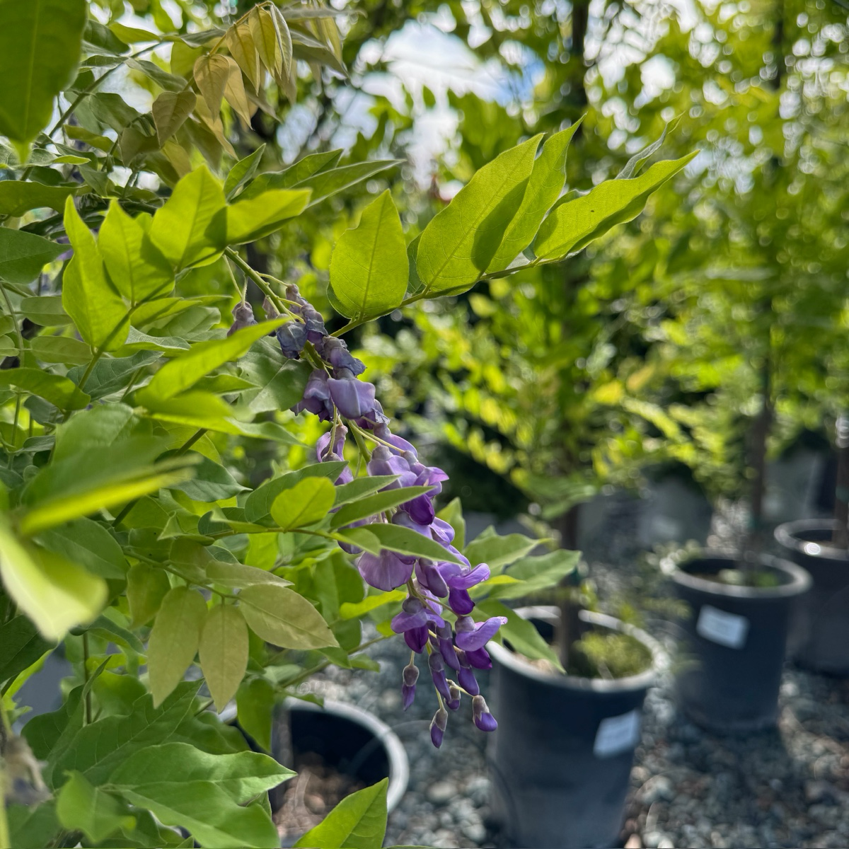 Black Dragon Japanese Wisteria (Wisteria floribunda 'Black Dragon') –  Victory Nursery