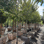 Compacta Carolina Cherry Laurel