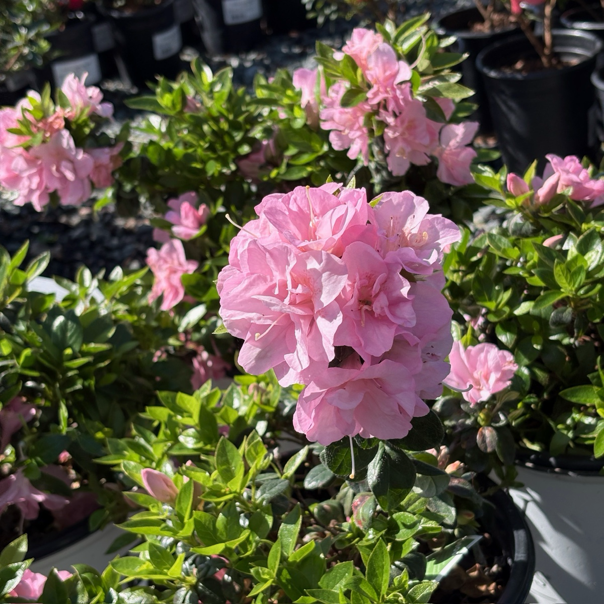 Double Pink Perfecto Mundo Azalea
