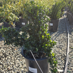 Green Spire Euonymus