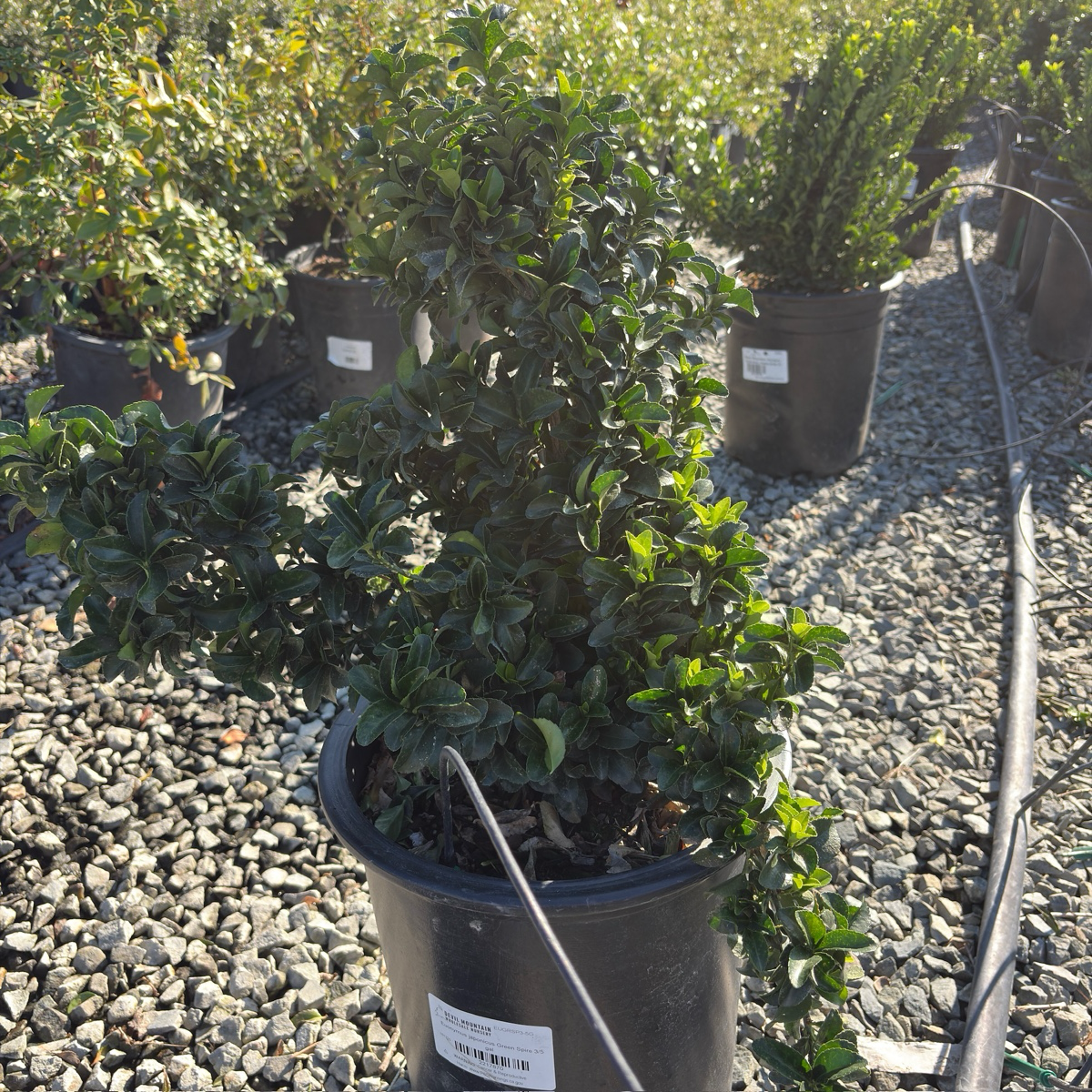 Green Spire Euonymus