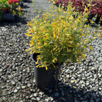 Summerlong Lemon Mexican Giant Hyssop