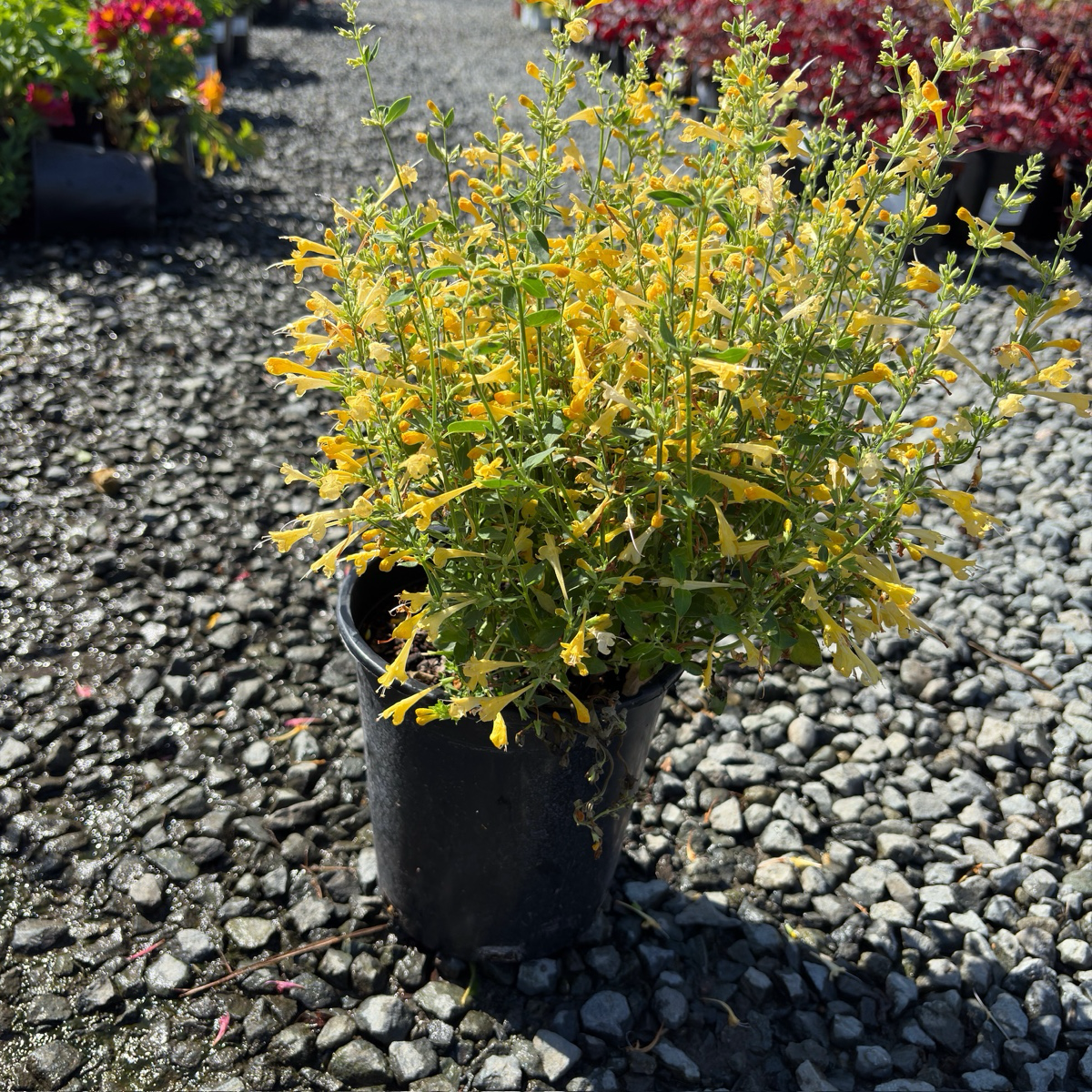 Summerlong Lemon Mexican Giant Hyssop