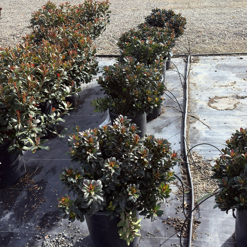 Dwarf Indian Hawthorn