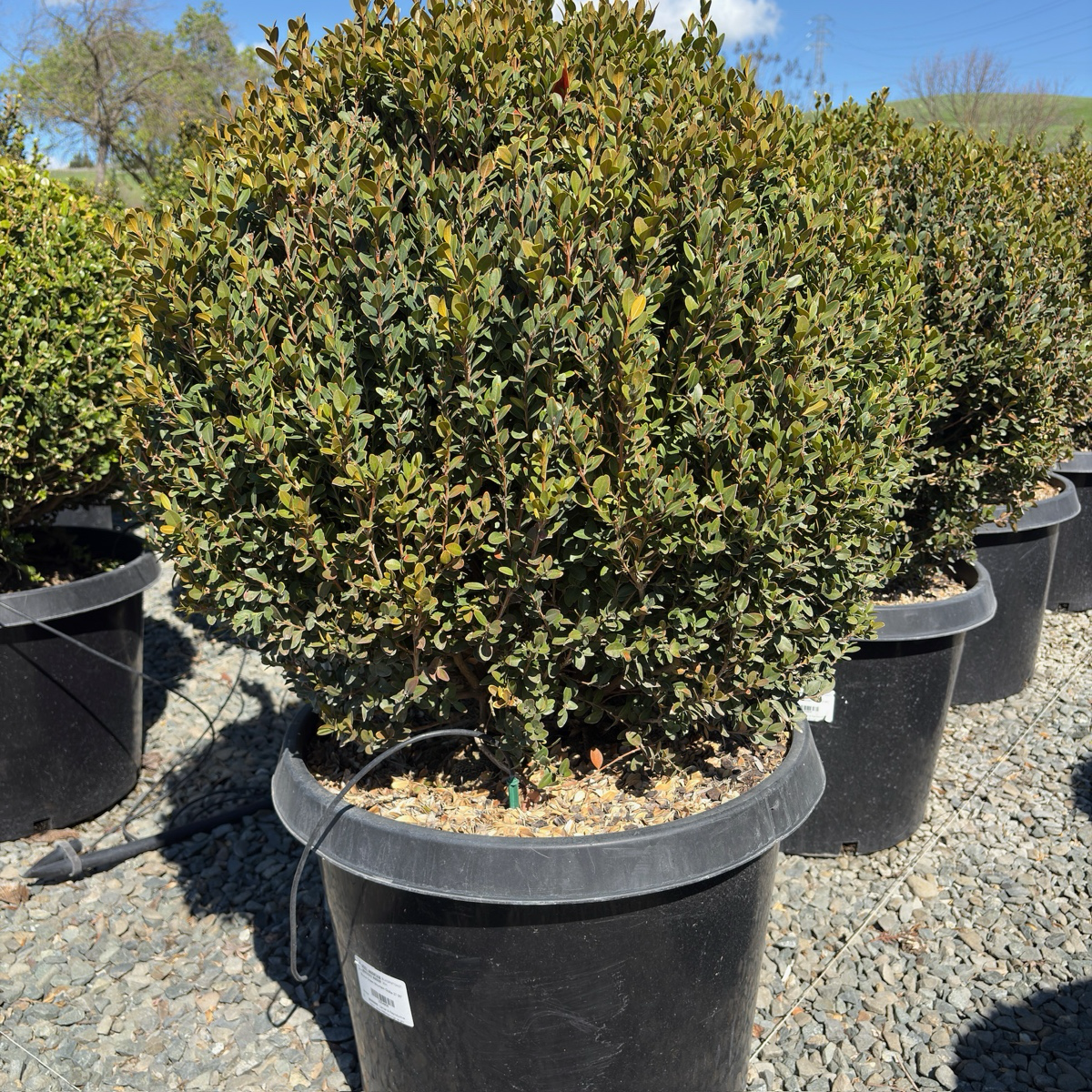 Green Mountain Boxwood