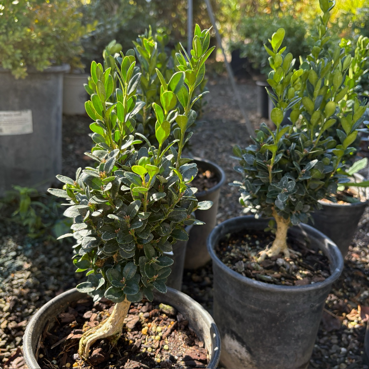 can you plant boxwood in pots True Dwarf English Boxwood