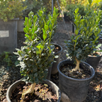 True Dwarf Common Boxwood