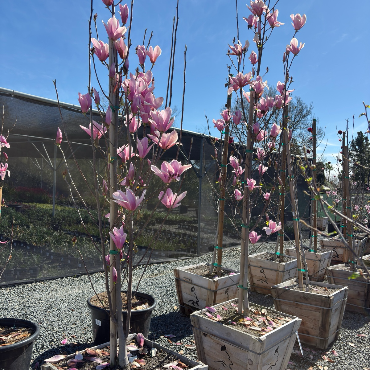 Galaxyl Magnolia