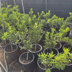 Meiwa Kumquat