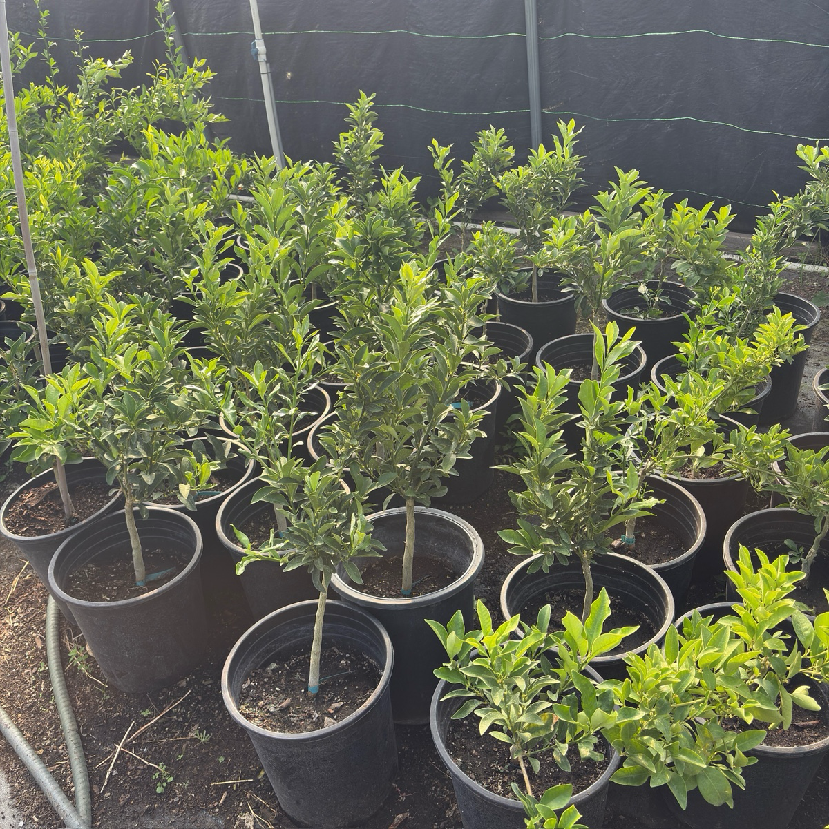 Meiwa Kumquat