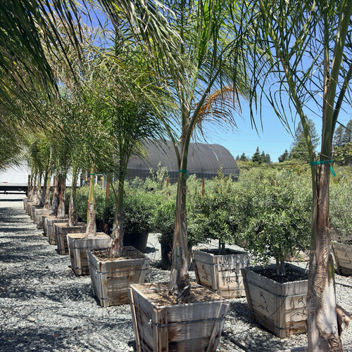 cypress palm plant Queen Palm