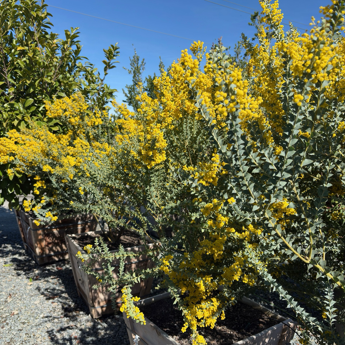 Knifeleaf Acacia