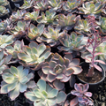 Afterglow Echeveria