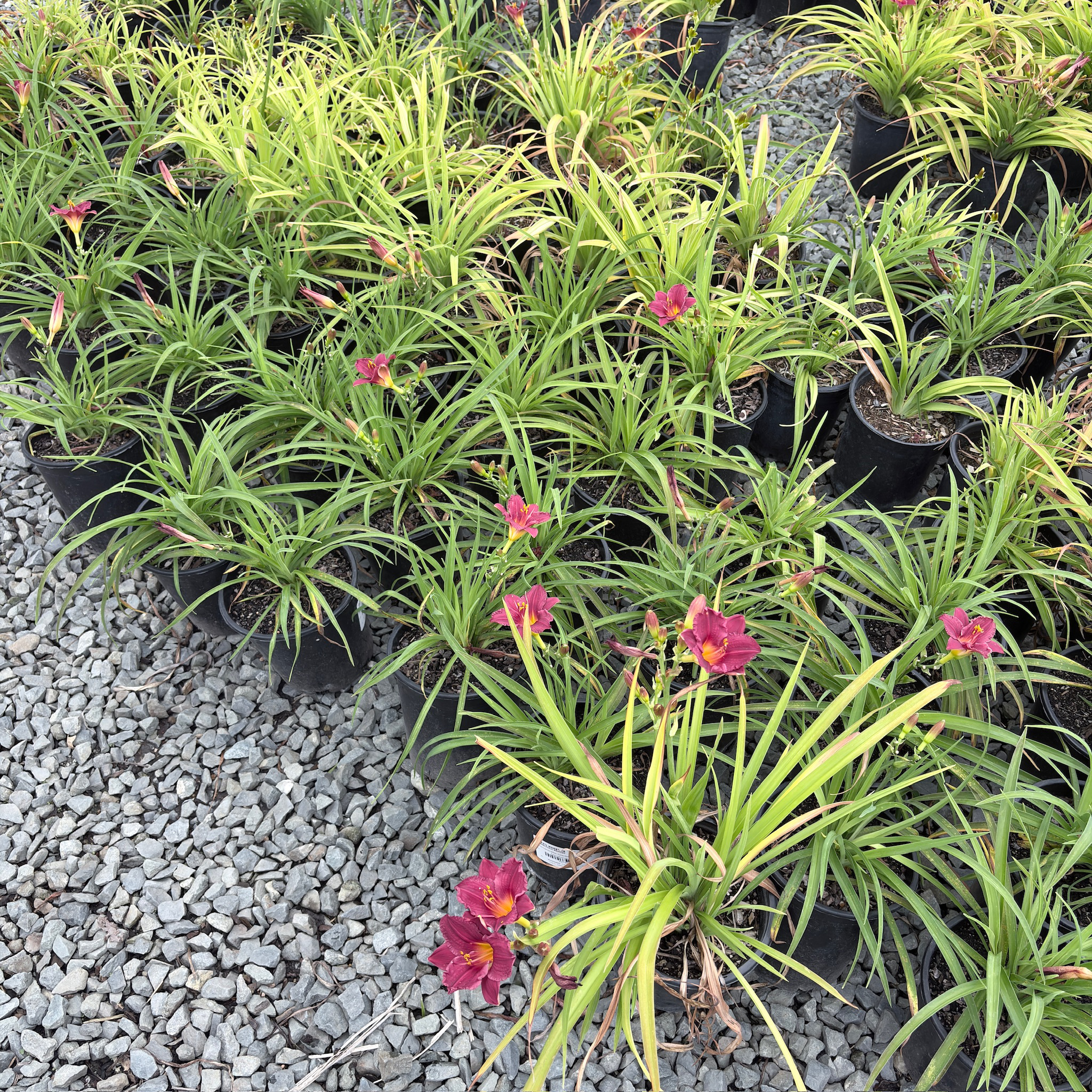 Cranberry Baby Daylily