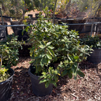 Brazil cherry