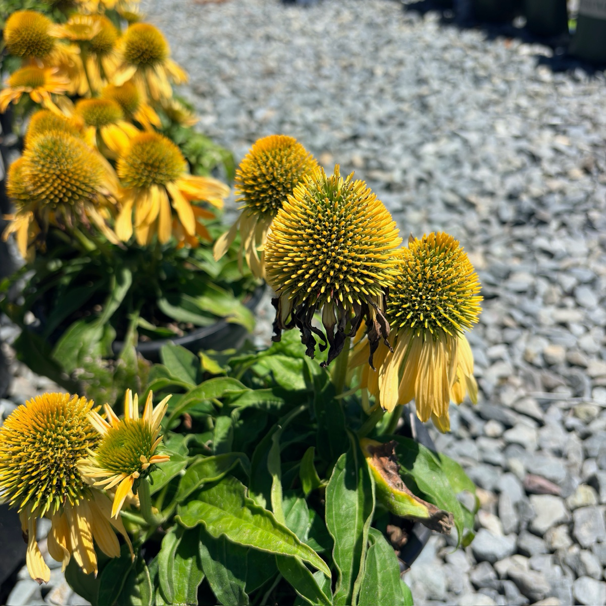 Coneflower