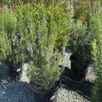 Blue Spires Rosemary