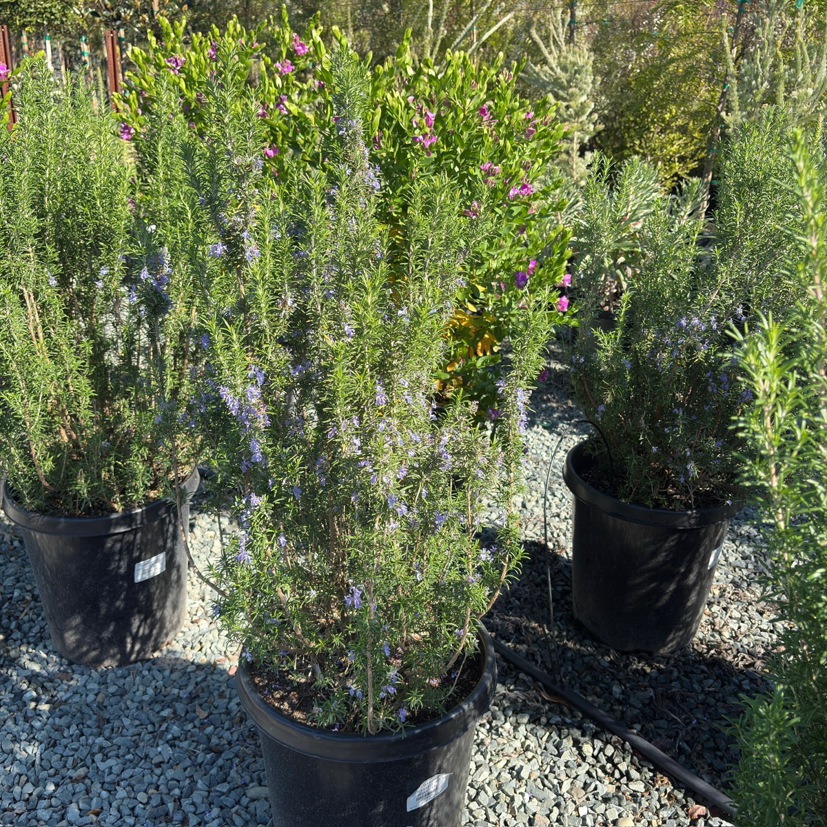 Blue Spires Rosemary