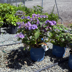 Mathilda Gutges Hydrangea