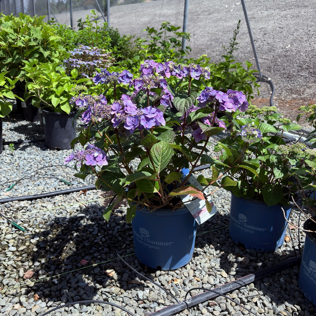 Mathilda Gutges Hydrangea